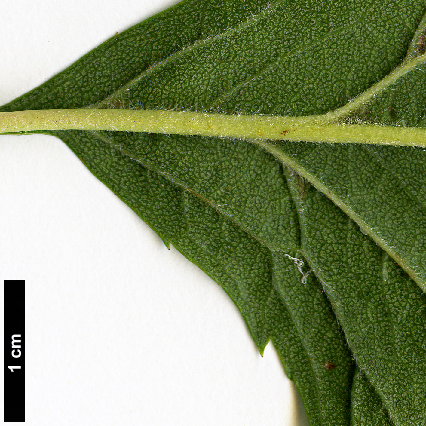 High resolution image: Family: Rosaceae - Genus: Crataegus - Taxon: pinnatifida - SpeciesSub: var. major